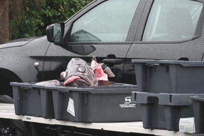 A large fish head sits in a crate 