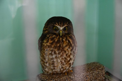 A morepork currently being cared for