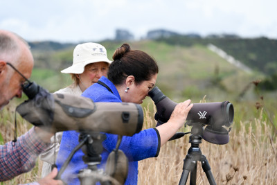 Birdwatching in Pūkorokoro 