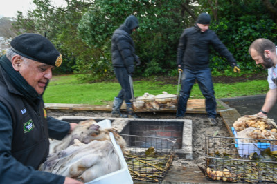 The hāngī is prepared