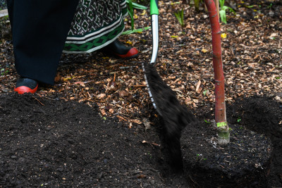 The tree planting action