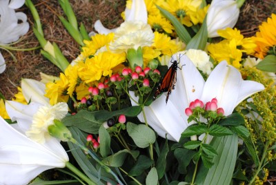 A Monarch Butterfly rests on a floral tribute.