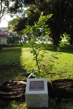 Pohutukawa Tree planted by Sir Anand Satyanand on the Treaty Grounds.
