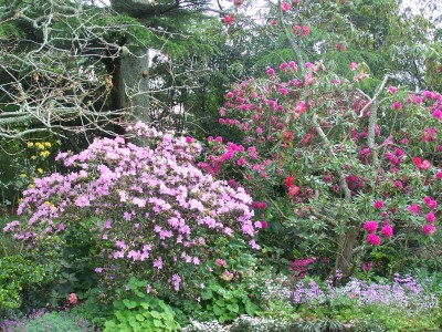 Rhododendrons and azaleas.